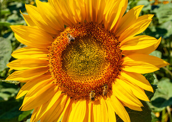 Obraz premium Close-up of a vibrant yellow sunflower with honey bees collecting pollen on a sunny day, organic agriculture, biodiversity and honey production concept