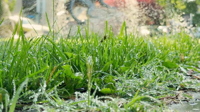 Fresh green grass is watered by a sprinkler in Simferopol, Crimea. Sparkling water droplets on the blades create a refreshing, serene, and lively feeling of summer vitality and growth.