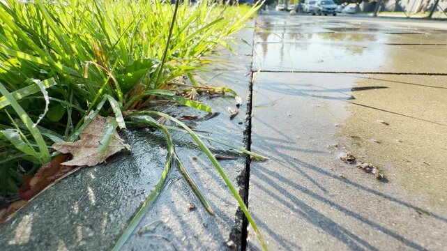 Wet grass and a glistening sidewalk create a refreshing scene in Simferopol, Crimea. Sunlight hits the puddles, evoking a calm and peaceful mood after the recent moisture.