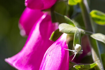 White crab spider camouflaging on bright pink foxglove © Barosanu