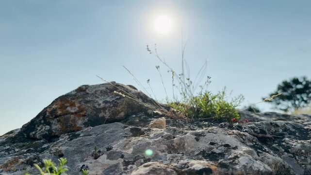Tiny green plants grow bravely on a rocky mountain ridge in Crimea. Reaching toward the blazing sun, this scenic view fills the heart with peaceful hope and pure calm.