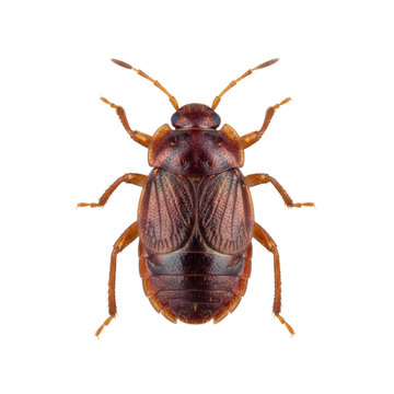 ultra-detailed macro photograph of a single adult bed bug showing iridescent mahogany exoskeleton, segmented abdomen, and fine setae, isolated on a clinical white background. Clinical pest control