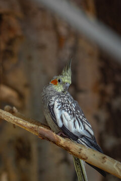 Portrait of a corella bird perched on a wooden stick with a blurry natural background showing detailed wing feathers
