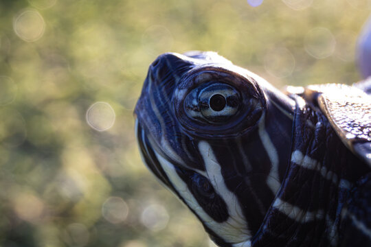 tortuga