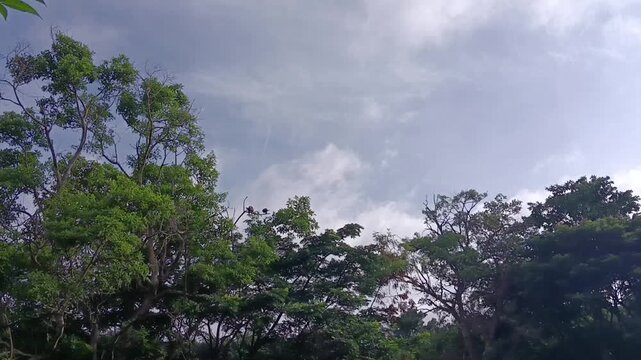 blue sky with clouds movements over the forest trees view