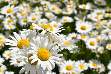 Fototapeta premium A field of daisies in bloom, Sainte-Apolline, Québec, Canada