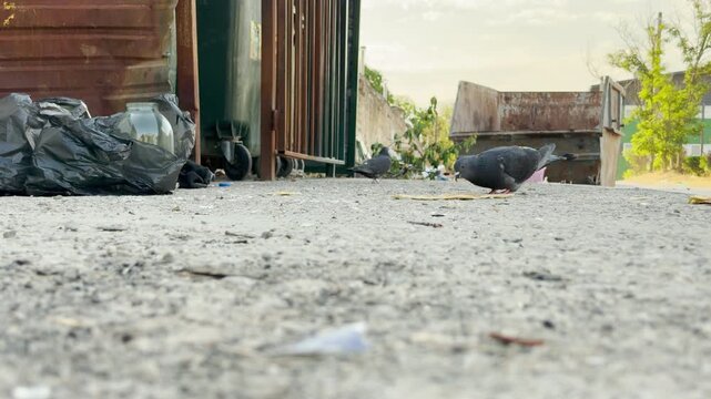 Hopeful yet desperate pigeons eagerly peck at food. They scavenge to survive in a gritty urban alley near trash dumpsters.