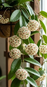 Cream Hoya Flower Clusters Hanging on Green Vine by Bright Window