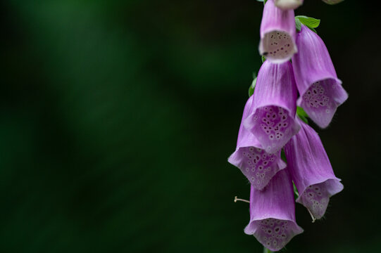 Nahaufnahme von bl&uuml;hendem Roten Fingerhut (Digitalis purpurea) vor dunklem Hintergrund