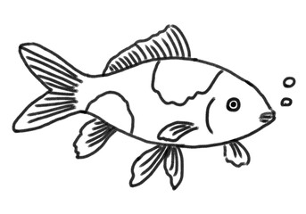 Fototapeta premium 金魚