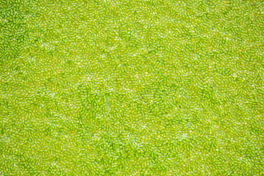 Texture and surface wolffia globosa floating or flow on water background.