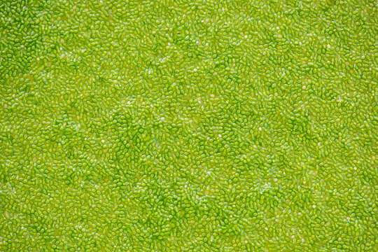 Texture and surface wolffia globosa floating or flow on water background.
