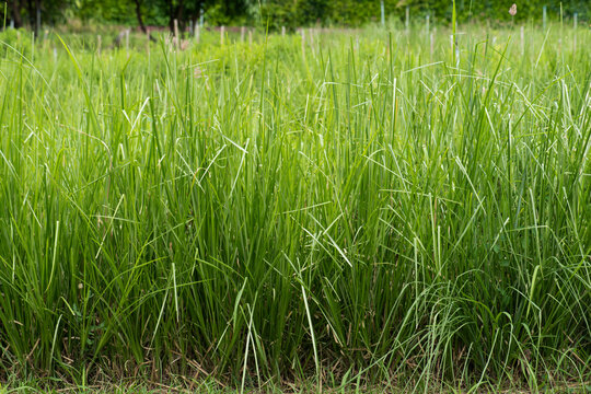 Fresh vetiver trees on natural background.