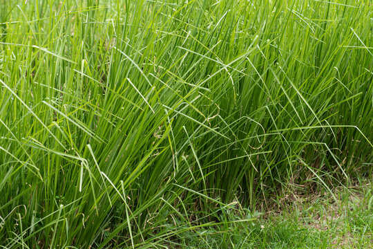 Fresh vetiver trees on natural background.