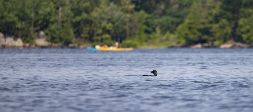 Huard regardant des kayaks passer