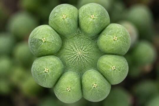 Succulent plant top with eight spherical offshoots in a perfect ring, macro detail.