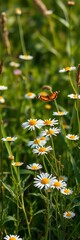 Wild daisies sway in gentle morning breeze amidst lush greenery as a butterfly flits by, sunshine, daisies © DITSARAPHAN