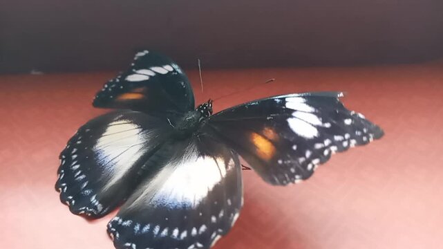 Beautiful butterfly 