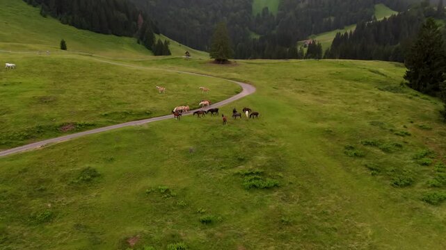 Thoroughbred horses grazing happily on a free roaming organic farm meadow in Immenstadt im Allgaeu tracking by a beautiful high angle aerial drone shot in the Bavarian Alps on a bright summer day
