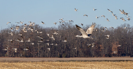 Fototapeta premium A Single Sandhill Crane Flys In Front of Its Sedge