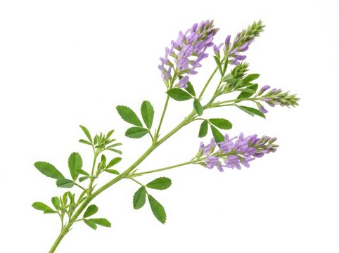 Fresh alfalfa plant stem with small green leaves and light purple flowers blooming in the spring season for healthy farm animal feed isolated on white background