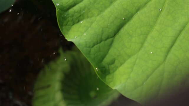 Slow motion close up of water droplets rolling on a vibrant green lotus leaf after rain.