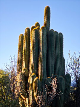 Giant cardon cactus growing in the arid desert of Puna, Northern Argentina.