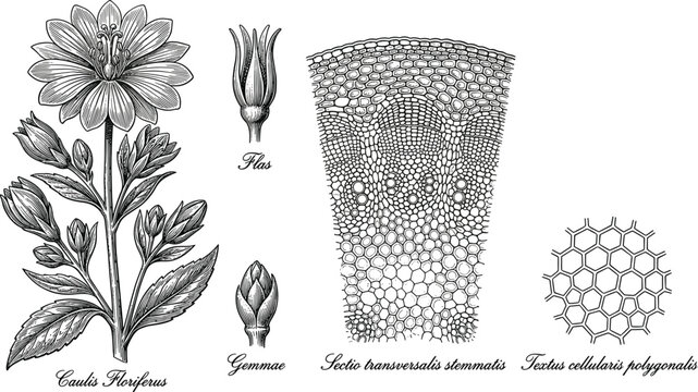 Vintage botanical illustration showing plant anatomy cross section stem cells and flowering buds in engraving style