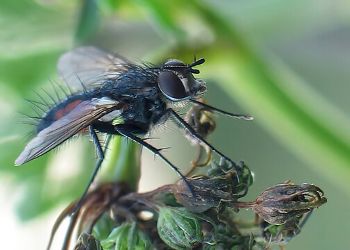 Macro detail of a Tachinid fly on a plant. Close-up shot of a fly from the Tachinidae family with prominent bristles, perched on a dry flower bud in the wild.