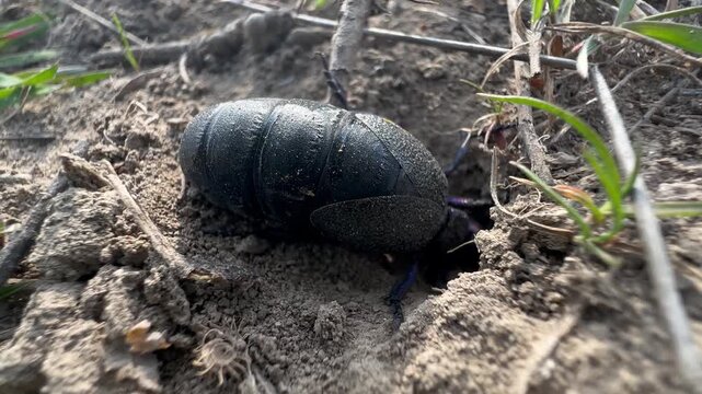 Extreme macro of a glossy black oil beetle with a bulbous, ridged abdomen digging into sandy soil at the edge of a burrow, dry grass and fresh green shoots framing the scene