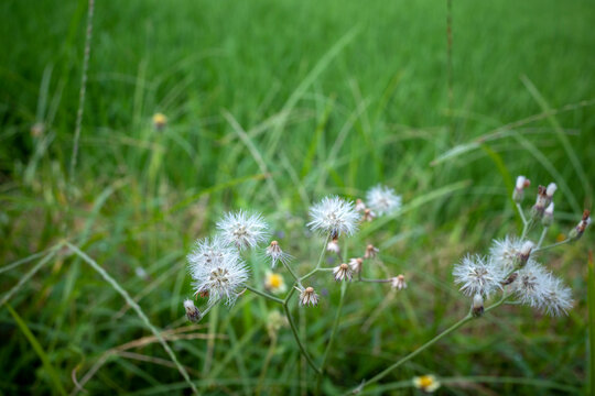 White fluffy flowers, Cyanthillium cinereum, commonly known as little ironweed