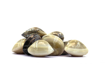 Closed up fresh baby clams. venus shell. shellfish. carpet clams. short necked clams. as raw food from the sea are the seafood ingredients. fresh clams isolated on white background © Pisan