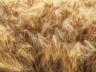 Fototapeta premium Golden Barley Field Close-Up With Ripening Grain Heads Swaying In Summer Harvest Breeze