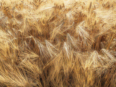 Golden Barley Field Close-Up With Ripening Grain Heads Swaying In Summer Harvest Breeze