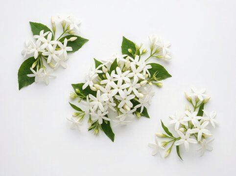 Fresh white jasmine flowers with green leaves arranged in small clusters for a natural spring or summer floral decoration theme isolated on white background