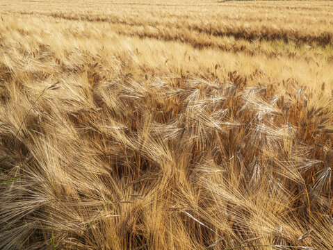 Golden Barley Field Close-Up With Ripening Grain Heads Swaying In Summer Harvest Breeze