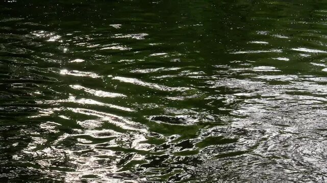 きらめく水面の揺らぎと波紋を捉えた抽象的なスローモーション映像