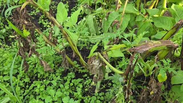 Sick potato plant in the garden affected by late blight (Phytophthora) or bacterial blackleg disease, showing wilted leaves and dying rotten stems.