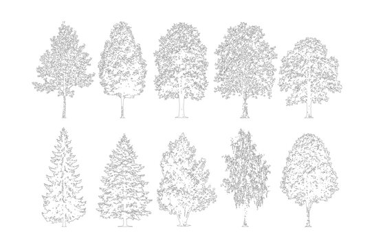 CAD tree side view elevation line drawing set, deciduous conifer willow and ornamental trees for architecture landscape design vector illustration