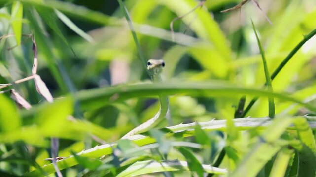 A wild green vine snake looking directly forward while peeking out from tall grass