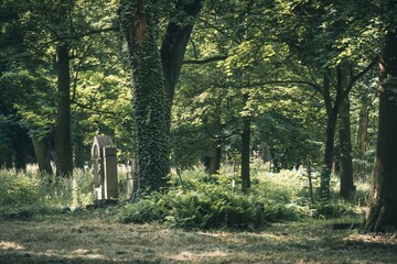 Stary zabytkowy cmentarz skryty w gęstym, zielonym lesie. Tajemniczy i nostalgiczny widok zarośniętych nagrobków wśród drzew w blasku słońca. © Henryk Niestrój