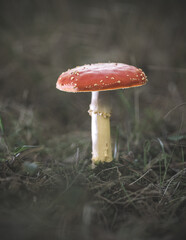 Muchomor czerwony (Amanita muscaria) rosnący w poszyciu leśnym. Klasyczny jadowity grzyb o charakterystycznym czerwonym kapeluszu z białymi kropkami. © Henryk Niestrój