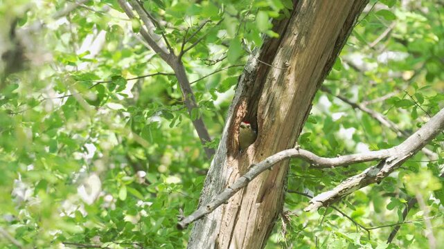 a male Red-crowned Woodpecker (Melanerpes rubricapillus) entering and exiting a tree nest cavity in its natural habitat. This captivating sequence showcases natural nesting behavior in a tropical ecos