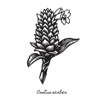 tropical costus scaber woodcut illustration, exotic spiral ginger botanical art, rustic black and white block print engraving