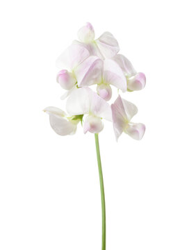Delicate pink and white Sweet pea flowers on a stem isolated on white background. Lathyrus odoratus