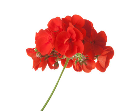 Bright red Geranium flower isolated on white background.