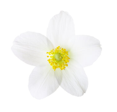 Close-up of fresh  Anemone white flower  isolated on white background.
