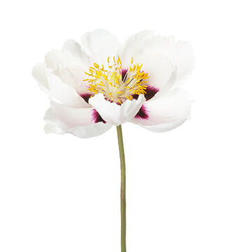 White Peony flower with dark purple spots on the petals  isolated on a white background. Paeonia rockii.