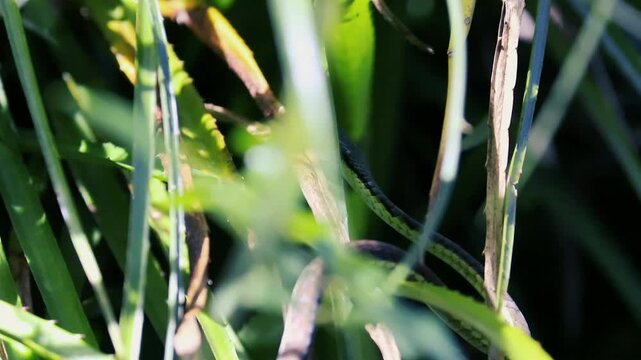 A wild green vine snake hiding and slithering amongst tall blades of grass
