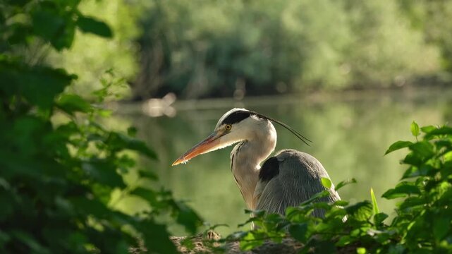 Close-up video of a grey heron carefully preening its feathers while resting on the lakeshore, framed by lush green vegetation.